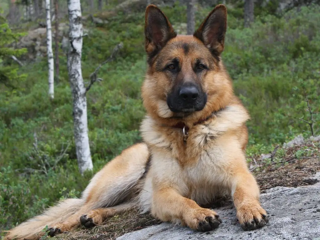 hvordan navngi en gjeterhund