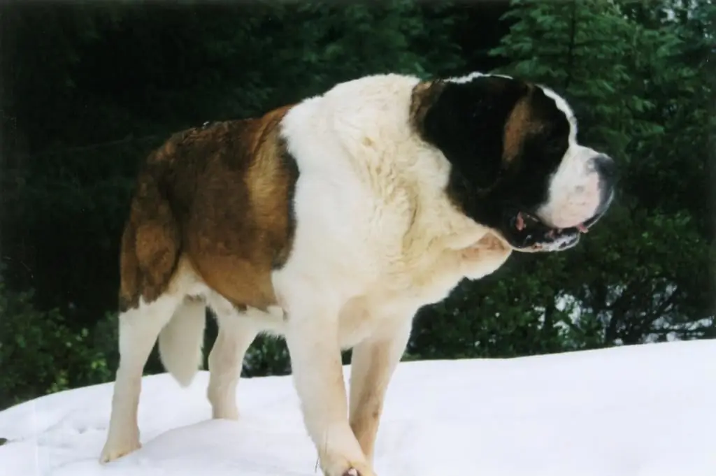 Wie nennt man einen großen hund