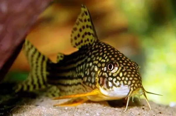 Catfish aquarium corridor: pangangalaga at pagpaparami (larawan)