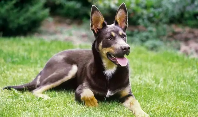 Australian Kelpie is 'n goeie vriend en goeie helper