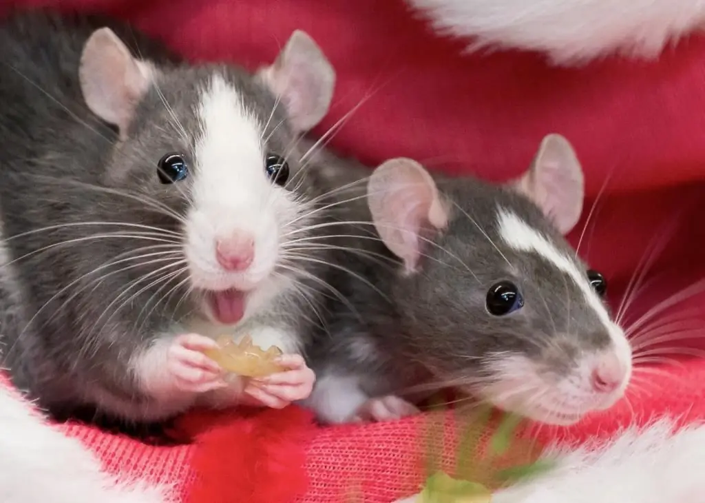 Maintenance, care and reproduction of rats at home