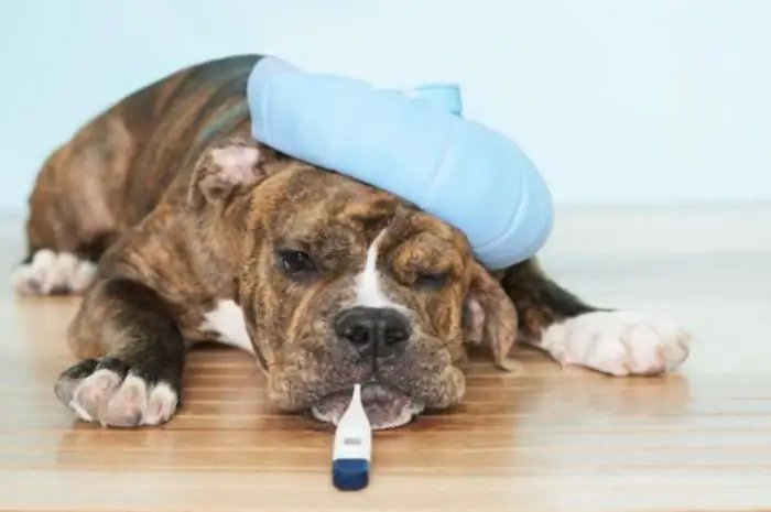 how to take a dog's temperature