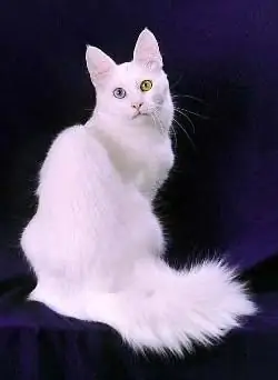 paka wa turkish angora