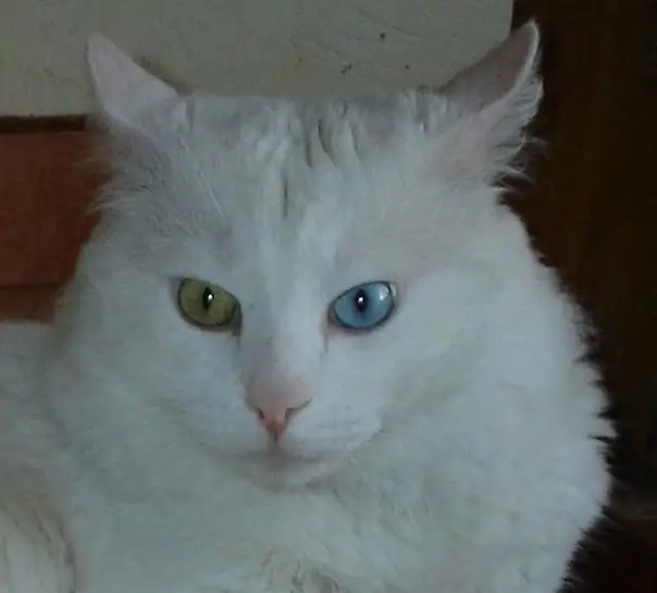 paka wa turkish angora