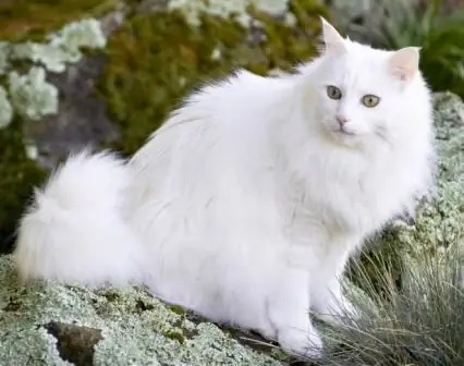 foto de gato angorá turco