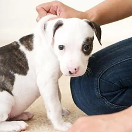 kung paano sanayin ang isang German shepherd puppy