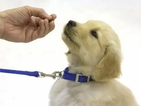 como treinar um labrador