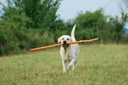 como treinar um cachorro