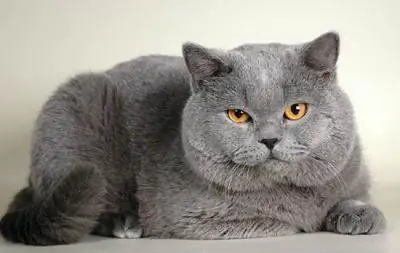 British shorthair cat: larawan, paglalarawan ng lahi, karakter