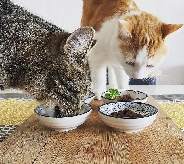 ¿Cuál es la mejor comida húmeda para gatos con digestión sensible?