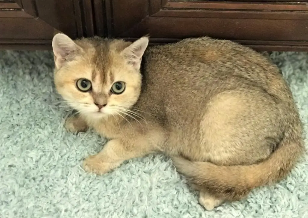 kucing bertelinga lurus