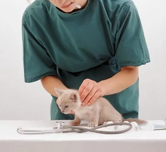 felix feed anmeldelser veterinærer