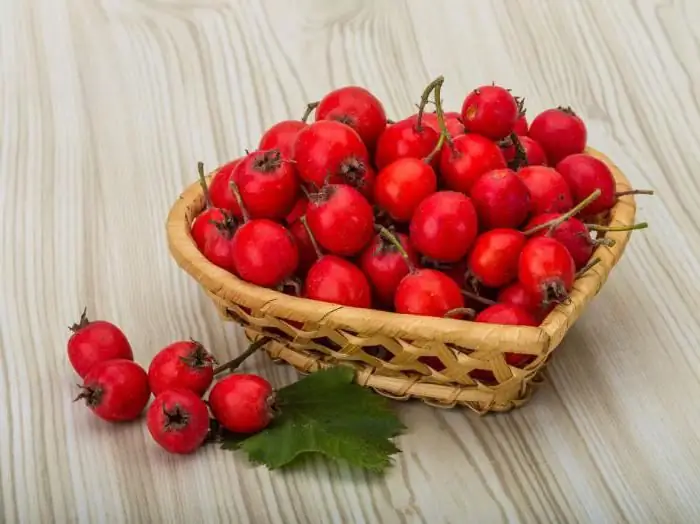 is it possible to hawthorn during pregnancy