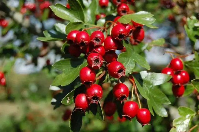 ይችላል hawthorn እርጉዝ ግምገማዎች