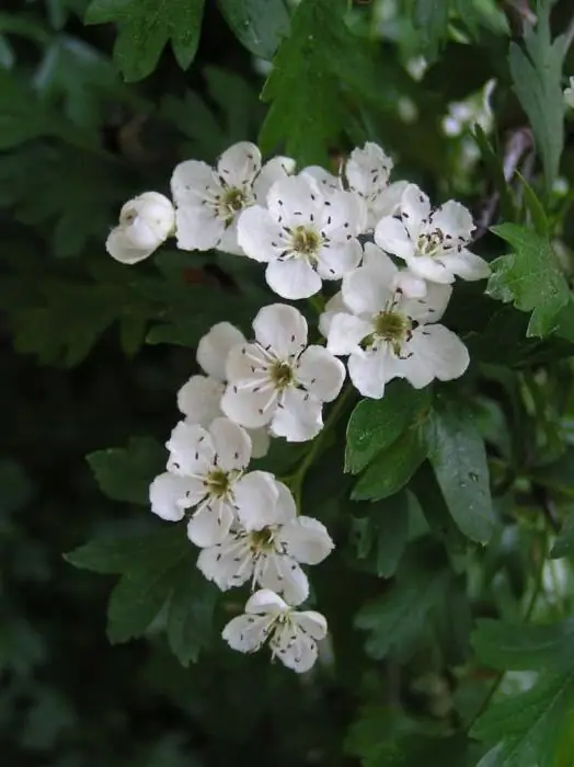 hawthorn wakati wa mapitio ya ujauzito