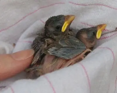 Pulcino passero: cosa dare da mangiare all'uccello?