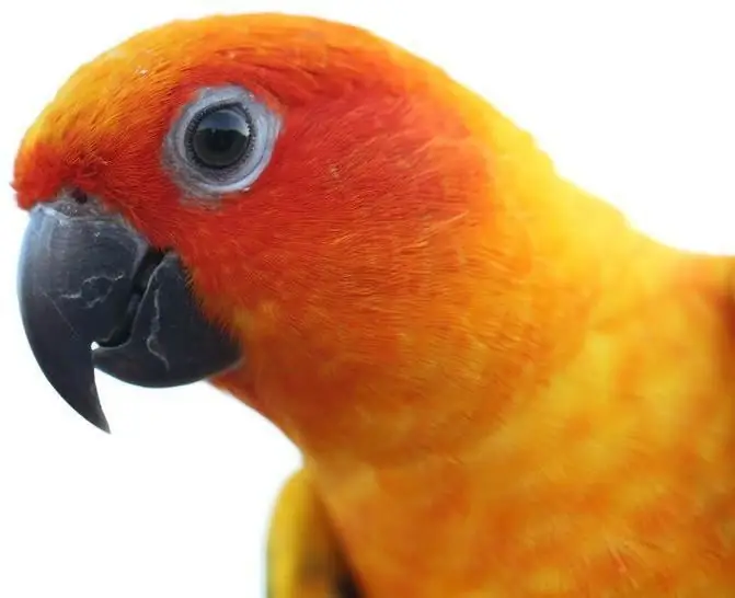 Parrot qaib Sunny Aratinga