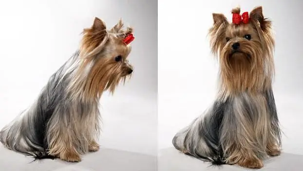 Yorkie yavruları