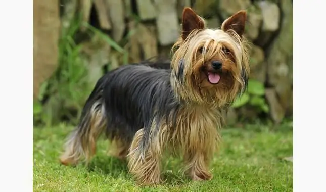 come tagliare uno yorkie