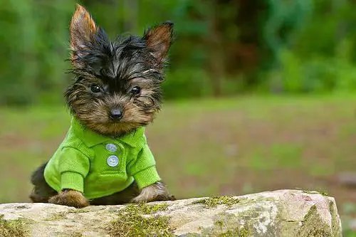 mini york dog breed