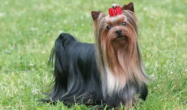 comment nommer un chien yorkie boy