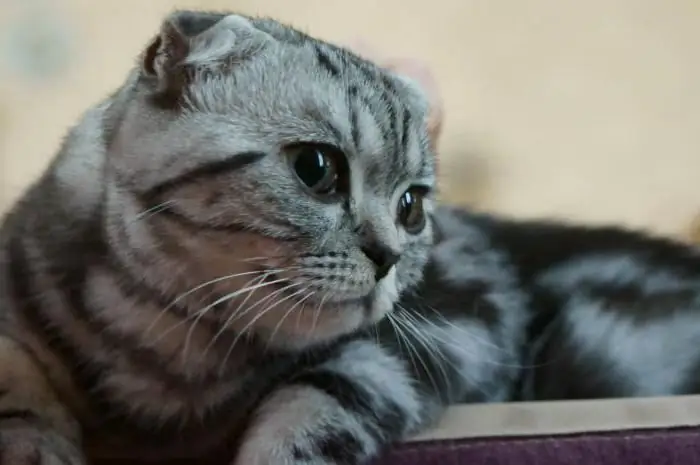 Mačke Scottish Fold (Scottish Fold cat): karakter, boje, karakteristike pasmine