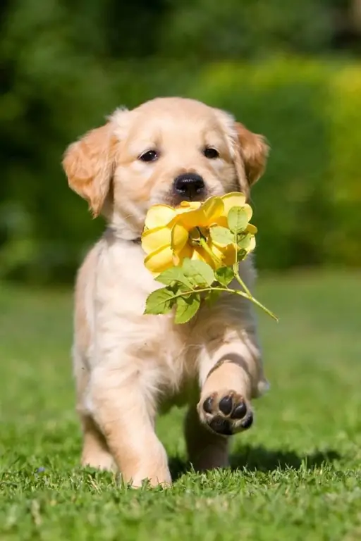 Köpekler için güzel takma adlar