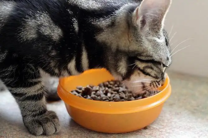 comida de gato que é melhor opiniões veterinários