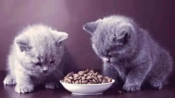 kitten food reviews