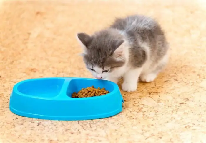 comentários de comida de gatinho veterinários