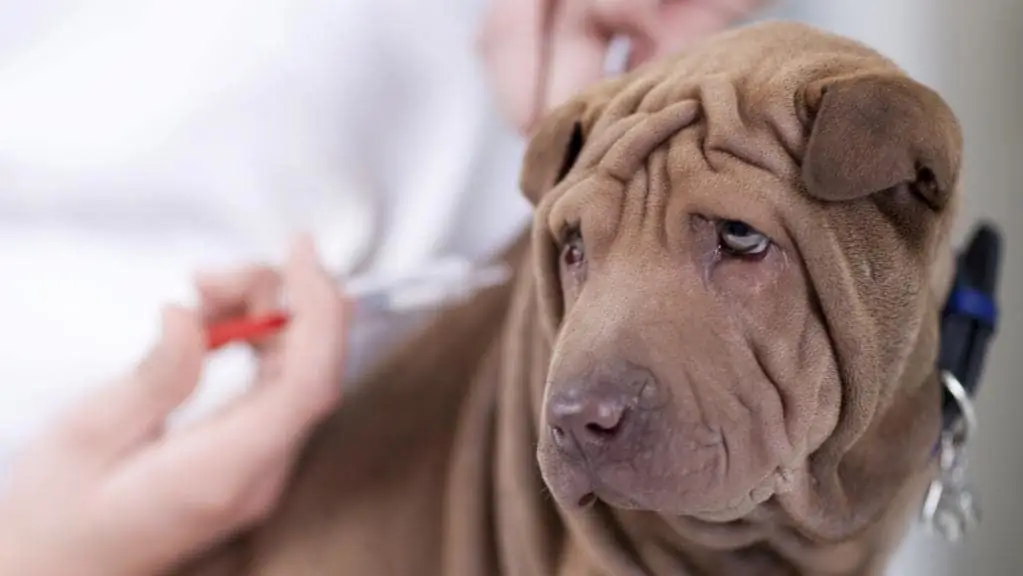 Sharpei betegségek: típusok, tünetek és kezelés