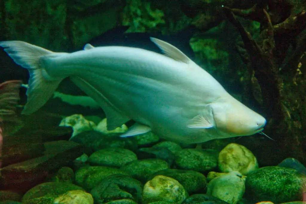 Aquarium pangasius: name, description with photo, breeding, content features, rules of care and feeding