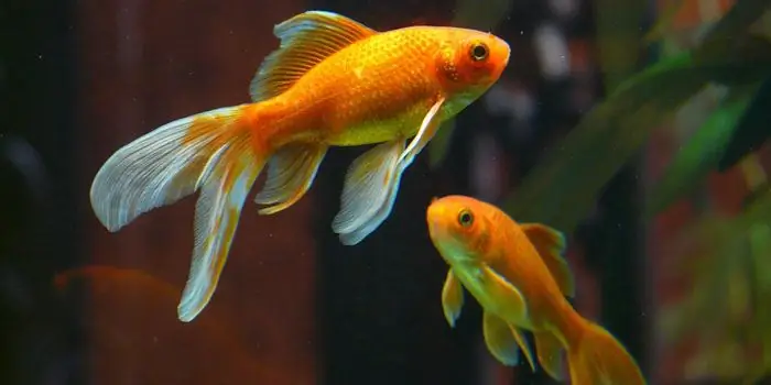 Aquarium freshwater fish: paglalarawan, mga pangalan at larawan