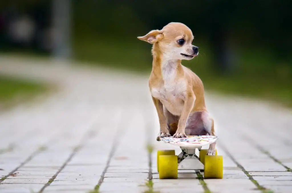 Petits chiens à poils courts : description des races avec noms et photos