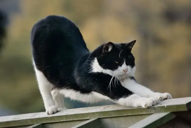 Die taal van katte. Kattaal - vertaler. Miaau kat - hoe om te verstaan?