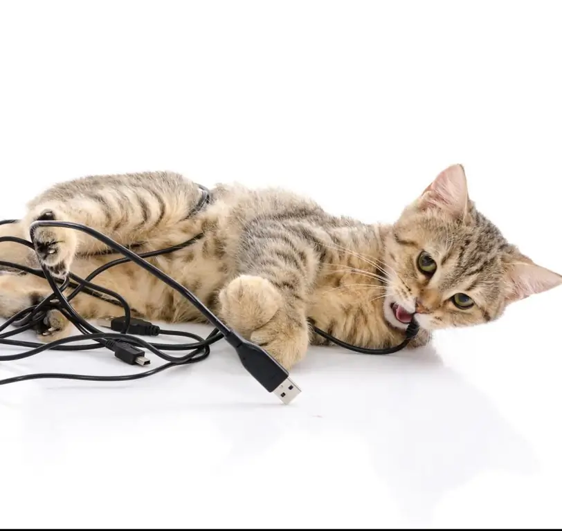 Cat gnaws wires: what to do? Proven effective methods, tips and tricks