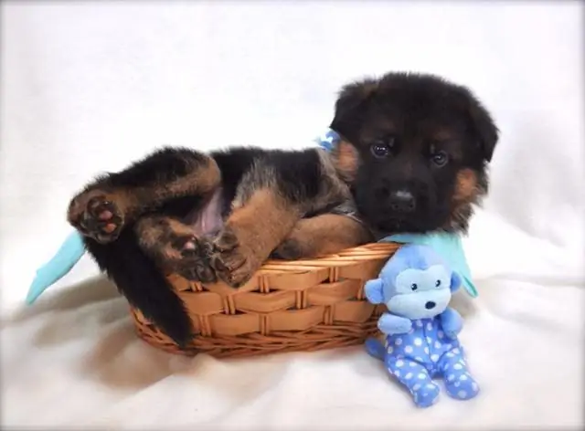 Purebred German Shepherd puppies