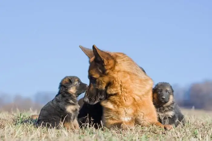 Poids des chiots berger allemand par mois