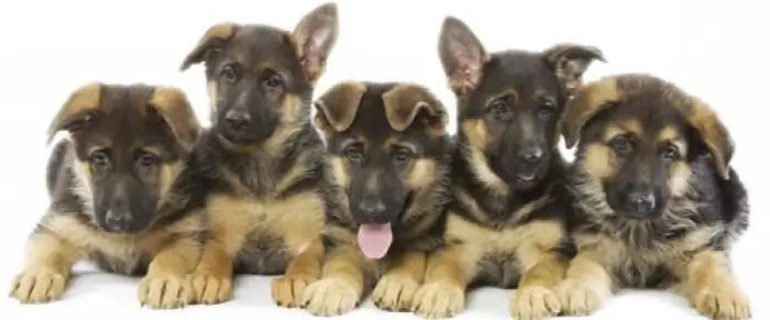 Uzito wa mbwa wa mbwa wa German Shepherd kwa miezi. Jinsi ya kuchagua na nini cha kulisha mbwa wa Mchungaji wa Ujerumani?