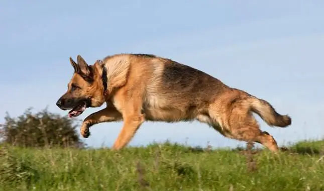 telinga anak anjing gembala jerman