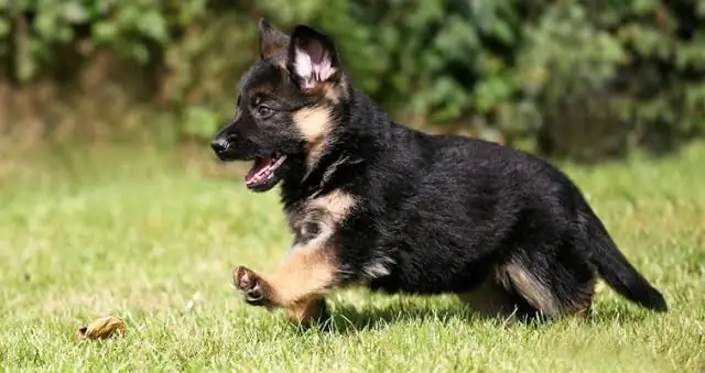 Growth and development of a German Shepherd puppy