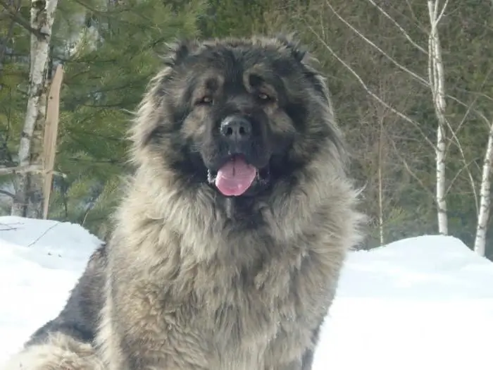 Molossian köpekleri fotoğrafı