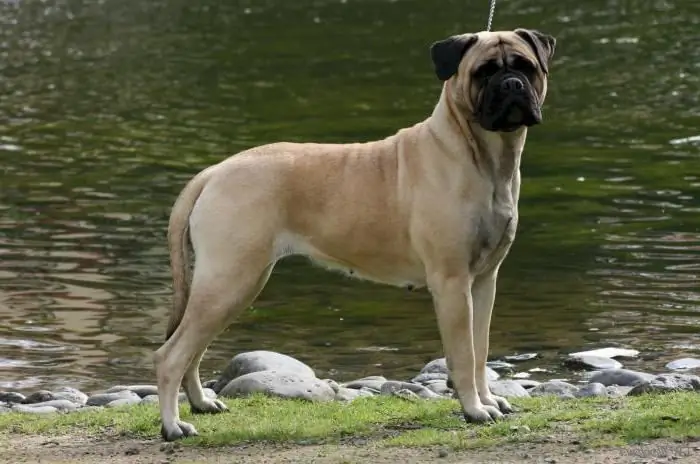 Molossian dog breed