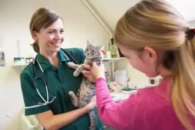 sutura dopo la sterilizzazione del gatto