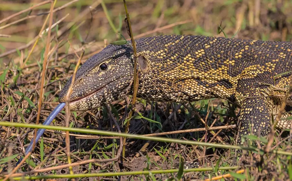 Nile monitor lizard: tirahan, larawan at paglalarawan, mga feature ng content, pangangalaga at nutrisyon