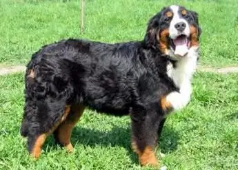 swiss shepherd dog