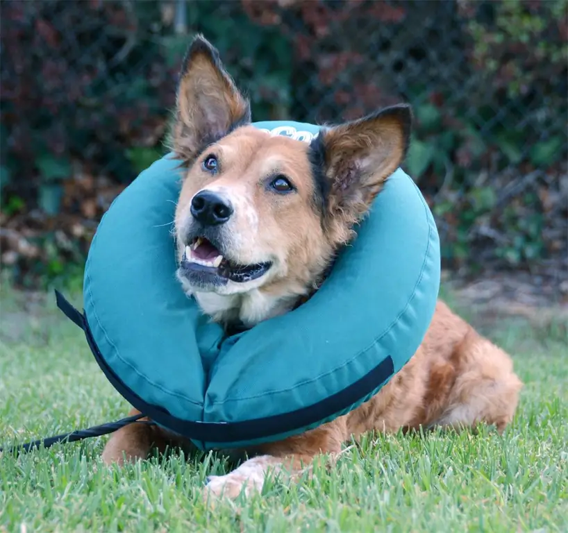 morbido collare protettivo per cani