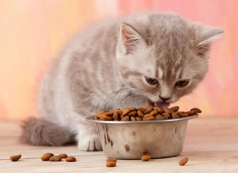 What to feed kittens