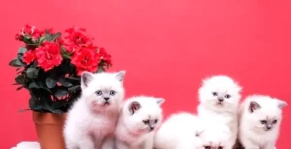 pequeños gatitos