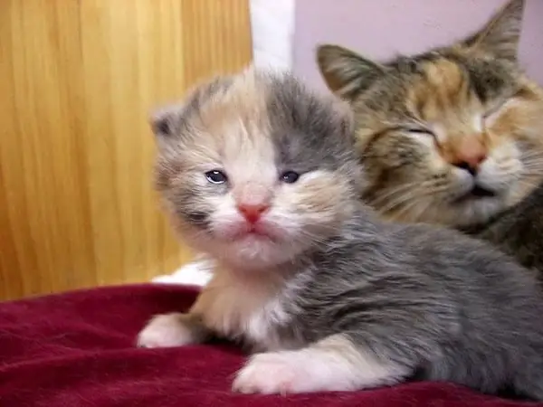 Wanneer openen kittens hun ogen en hoe kunnen ze goed voor ze zorgen?